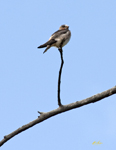 Cliff Swallow